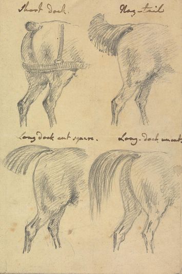 Four Sketches of Horse Tails
