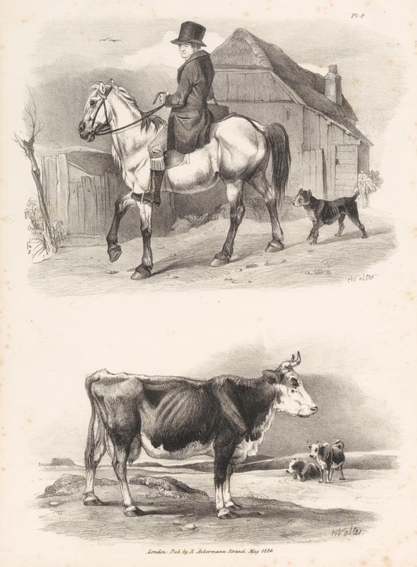 Untitled Images of Livestock, Plate 9