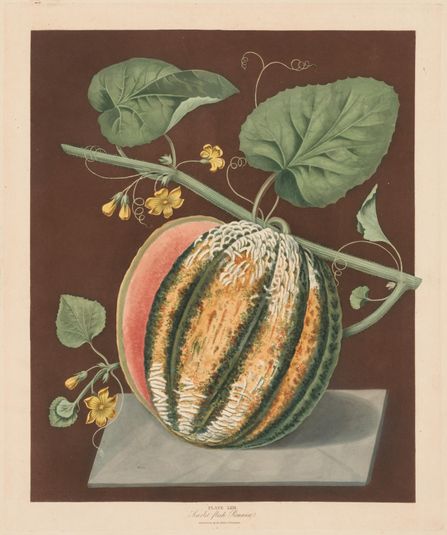 Pomona Britannica:  No. 64 - Scarlet Flesh Romana Melon