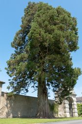 Wellingtonia Tree