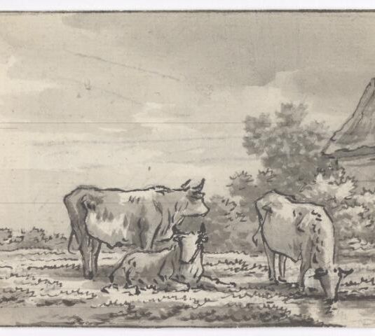 Drie koeien bij een schuur