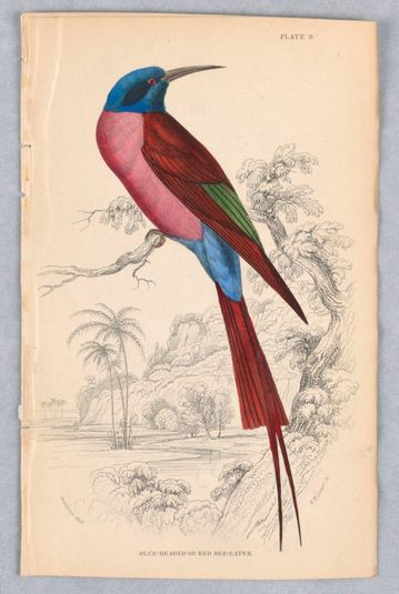 Blue-Headed or Red Bee-Eater, Plate 9 from Birds of Western Africa