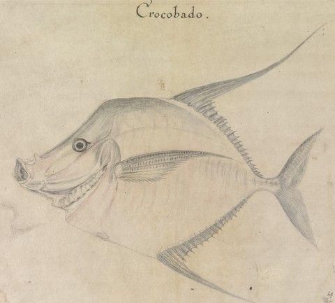 Lookdown or Moonfish after Original by John White in the British Museum [Caribbean and Oceanic, No. 21]