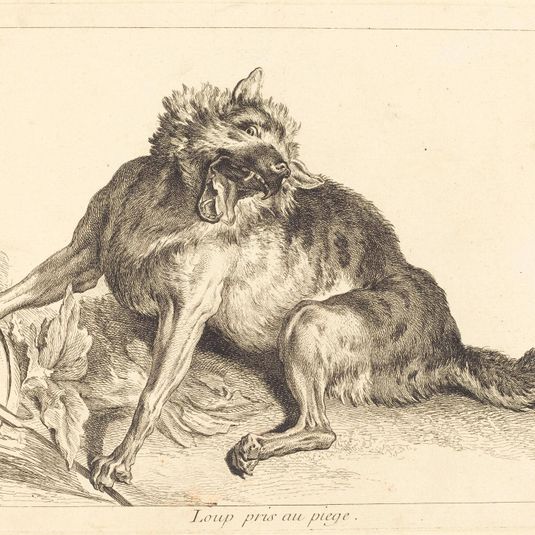 Loup pris au piege (Wolf Caught in a Trap)