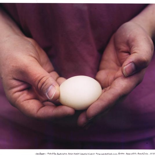 Mallard Egg Research Testing Potential Chemical Contraceptives Designed to Manage Overabundant Canada Goose Populations. National Wildlife Research Center. Fort Collins, Colorado