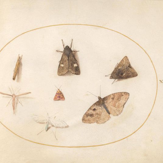 Animalia Rationalia et Insecta (Ignis):  Plate XXX
