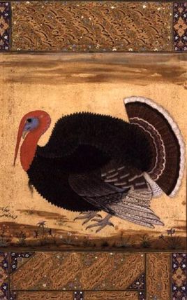 A turkey-cock brought to Jahangir from Goa in 1612