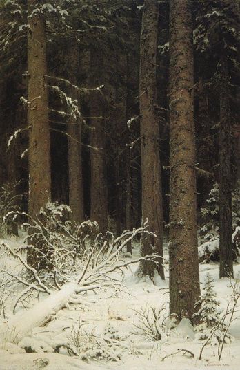 Fir forest in winter