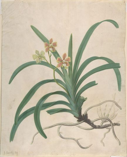 Study of an Orchid, "Vanda Roxburgia"
