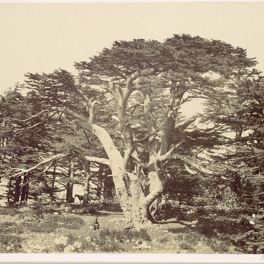 The Largest of the Cedars, Mount Lebannon