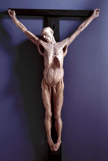 Anatomical Crucifixion