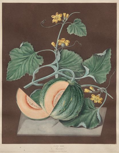 Pomona Britannica: No. 72 - Amicua (Melon)