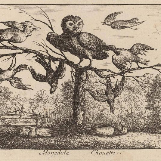 Monedula, The Owl