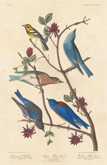 Townsend's Warbler, Arctic Blue Bird and Western Blue Bird