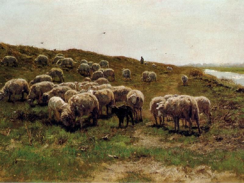 Sheep on a dyke