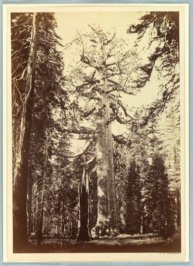 The Grizzly Giant, Mariposa Grove, Yosemite