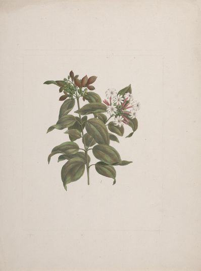 Jasminum dichotomun Vahl (African jasmine): finished drawing