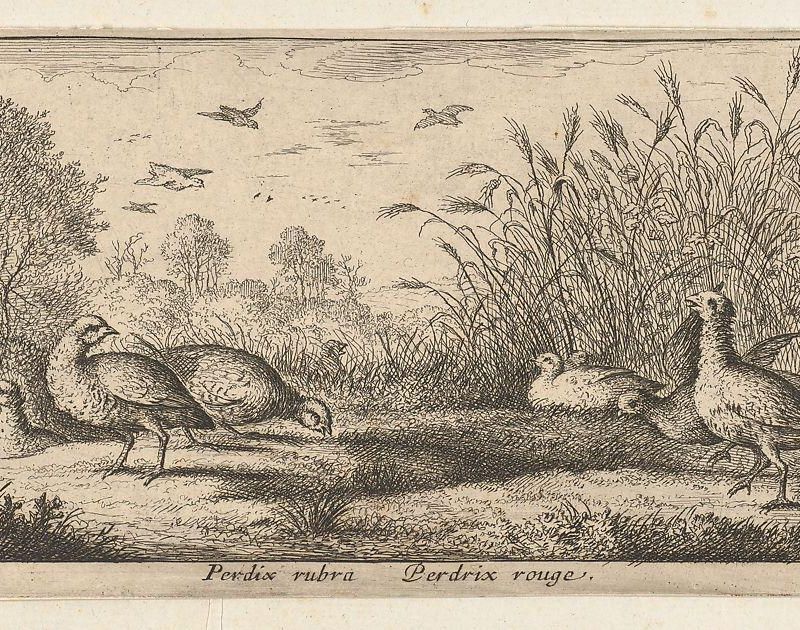 Perdix rubra, Perdix rouge (The Red-Legged Partridge): Livre d'Oyseaux (Book of Birds)