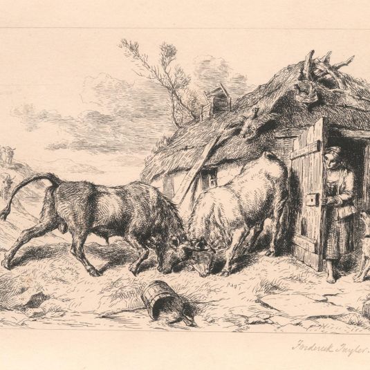 Two Bulls fighting by a Cottage