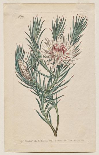 The Botanical Magazine or Flower Garden Displayed: Plate 933, Protea mucronifolia. Dagger-Leaved Protea. [Protea odorata]