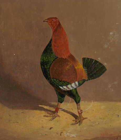Fighting Cocks: a Dark-Breasted Fighting Cock, Facing Left