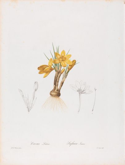 Crocus Luteus (Crocus Aureus or Golden Crocus) and Safran Jaune, Plate 196 from Les Liliacées, volume 4, Paris, 1802-1816