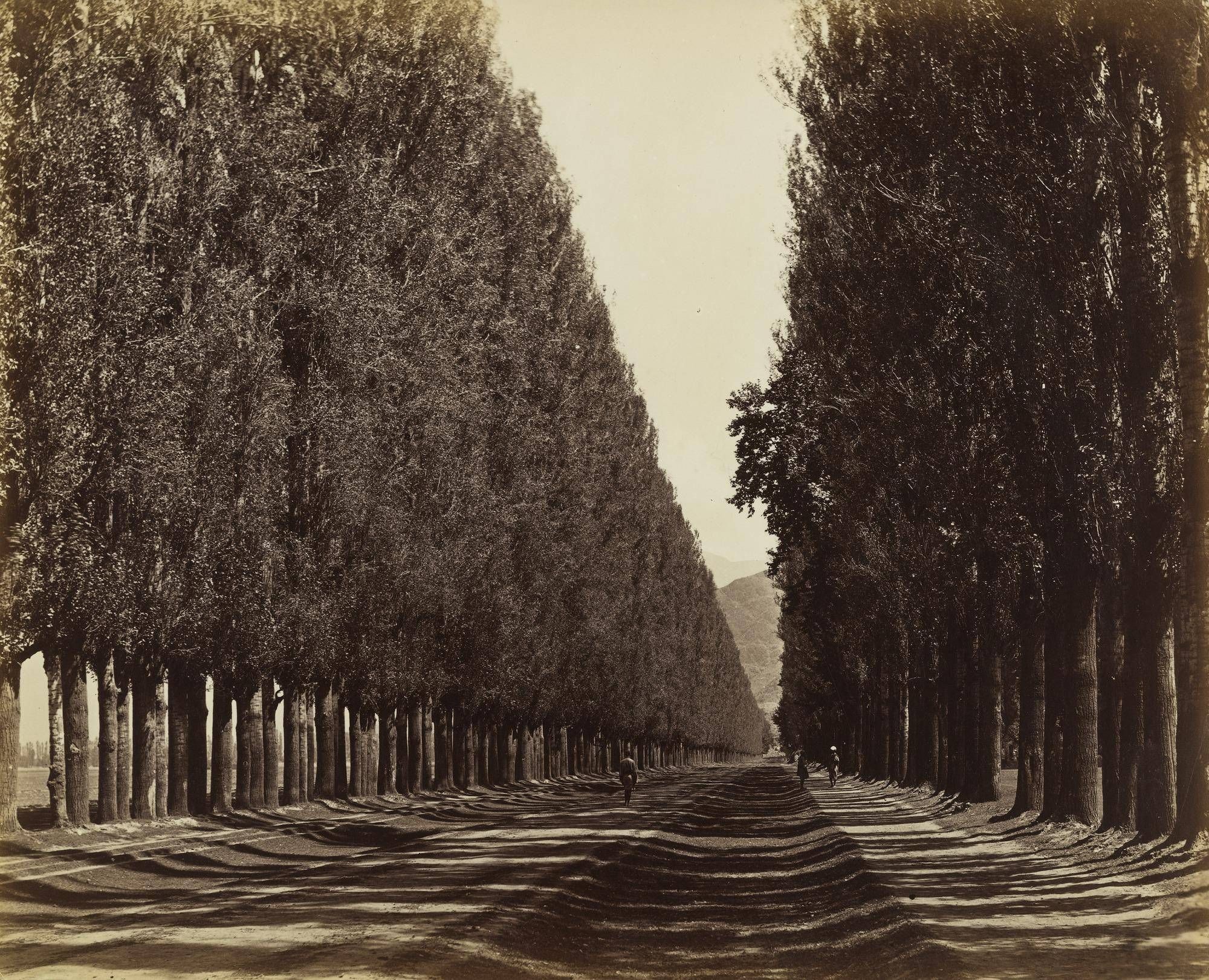 Poplar Avenue, from the Middle, Kashmir