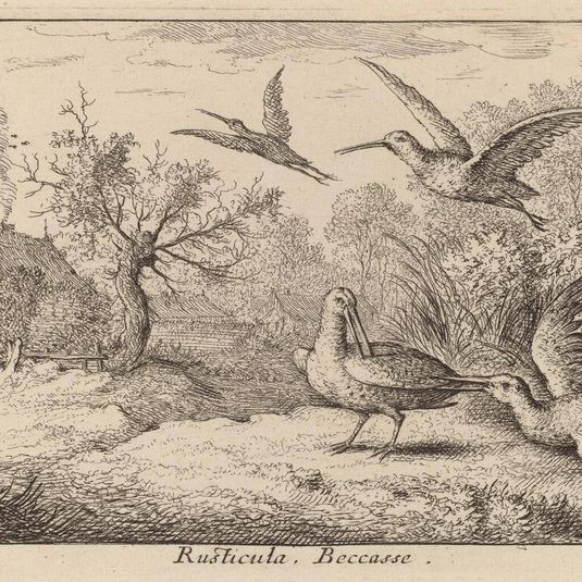 Rusticula, The Woodcock