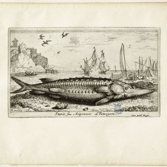 Diverses espèces de poissons de mer, troisième partie, L'esturgeon (Robert-Dumesnil 447, Bartsch 33)