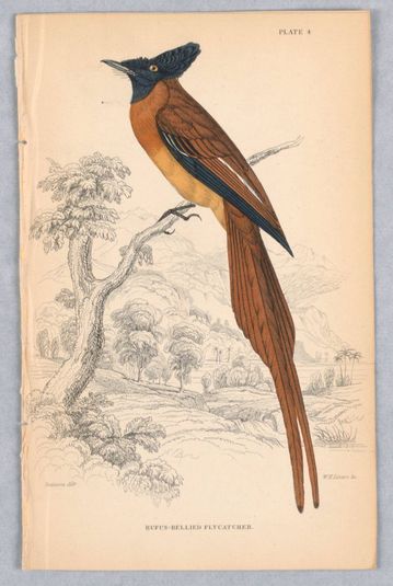 Rufus-Bellied Flycatcher, Plate 4 from Birds of Western Africa