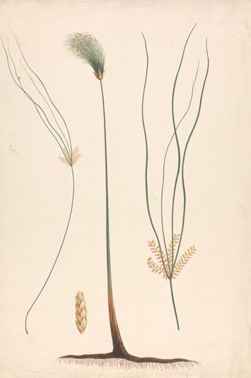 Cyperus papyrus L. (Papyrus Sedge): finished drawing of steam and flowering head, with details of inflorescence left and right