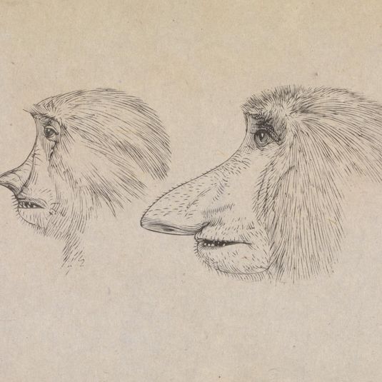 Heads of Two Proboscis Monkeys