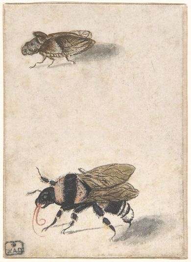 A Bumble Bee and a Fulgoroid