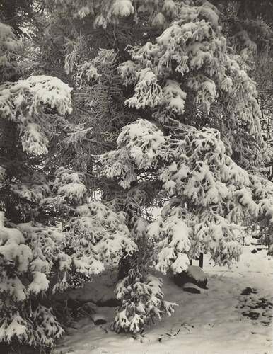Untitled--Snow-Covered Tree