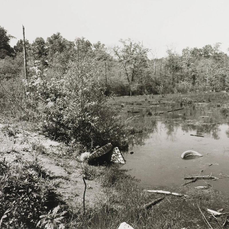 Untitled, from the series The Pond