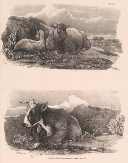 Untitled Images of Livestock, Plate 13