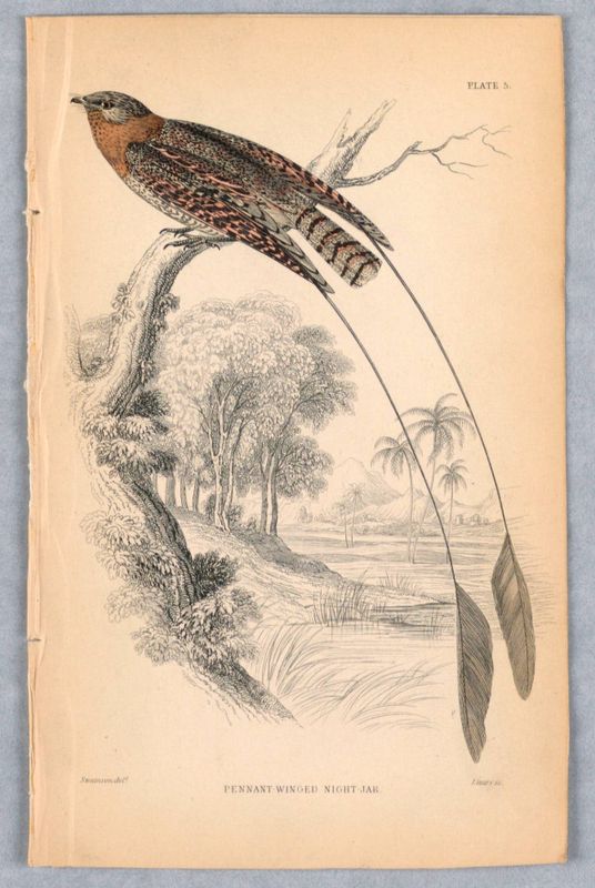 Pennant-Winged Night-Jar, Plate 5 from Birds of Western Africa