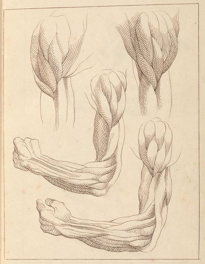 Anatomical Studies of Arms, Octboer 13, 1716