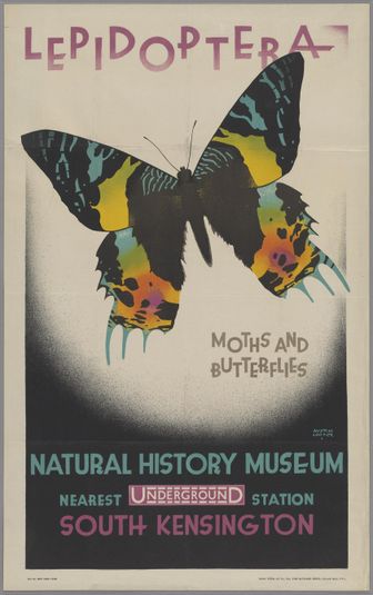 Lepidoptera Moths and Butterflies Natural History Museum