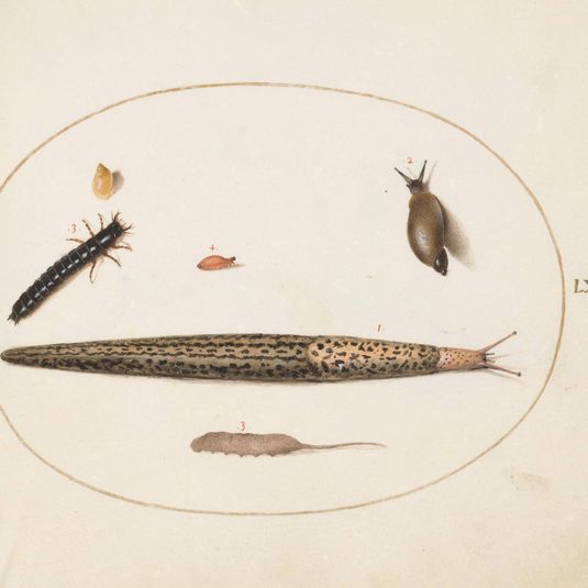 Animalia Qvadrvpedia et Reptilia (Terra): Plate LXIV