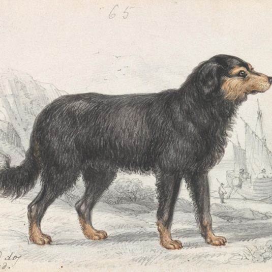 The Newfoundland Dog, Original Breed