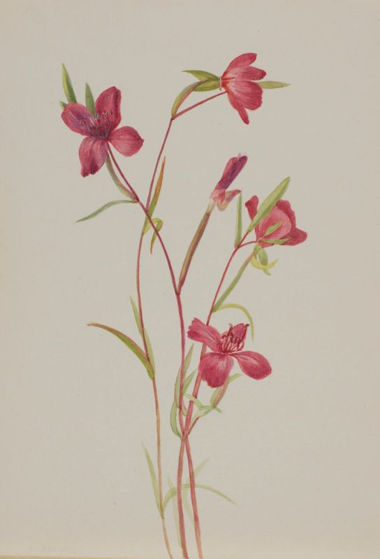 Farewell to Spring (Godetia amoena lilja)