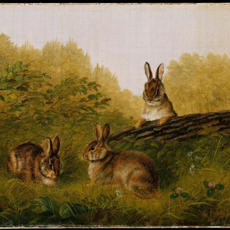Rabbits on a Log