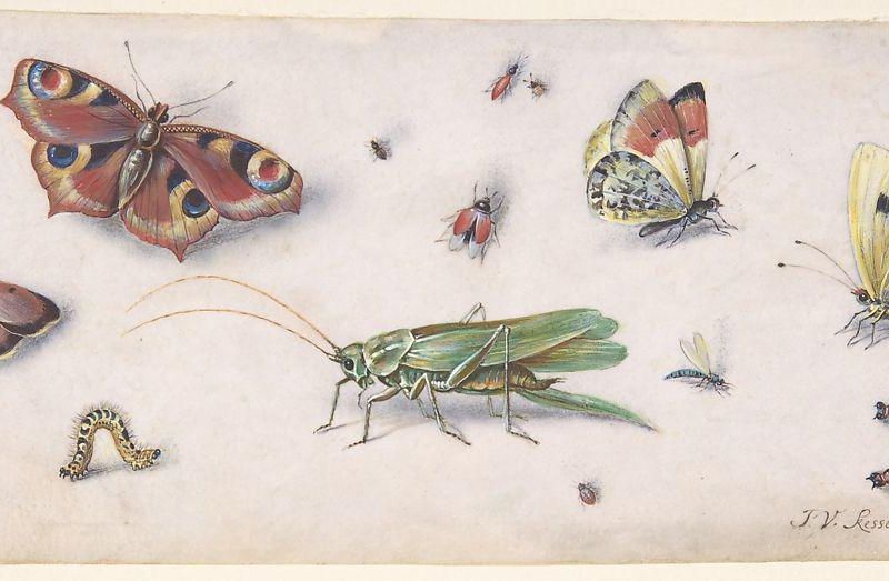 Insects, Butterflies, and a Grasshopper
