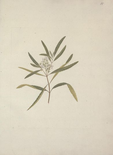 Nuxia oppositifolia (Hochst.) Benth. : finished drawing without detail of leaf