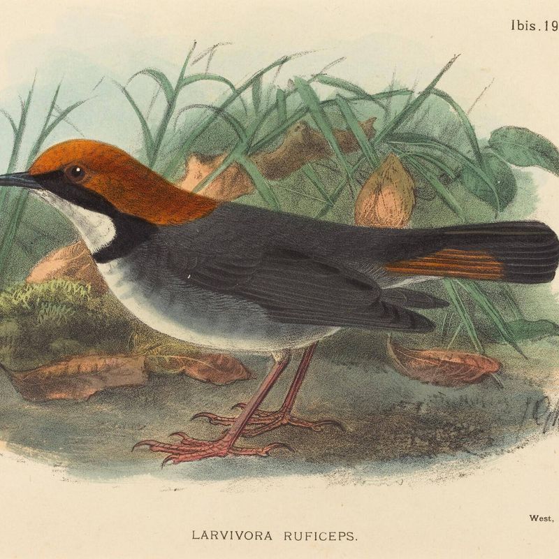 Bird (Larvivora Ruficeps)