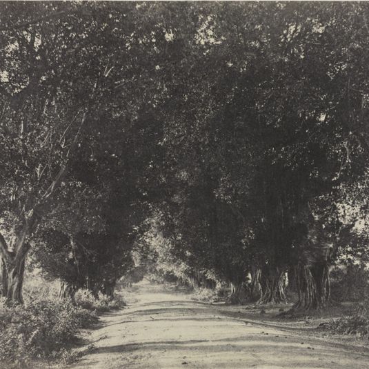 Avenue of the Banian Trees, Seringham, India