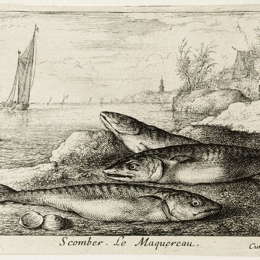 Diverses espèces de poissons de mer, première partie, Le maquereau (Robert-Dumesnil 423, Bartsch 9)