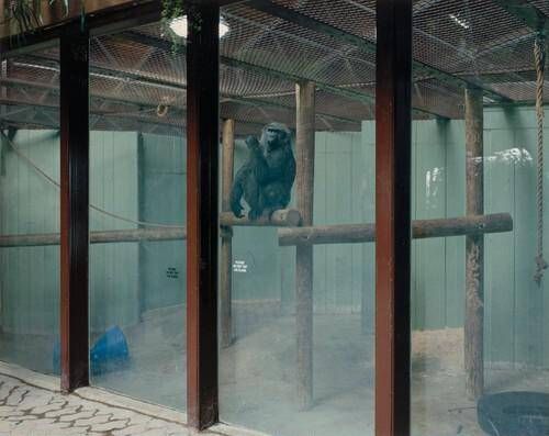 Gorilla, Metro Toronto Zoo