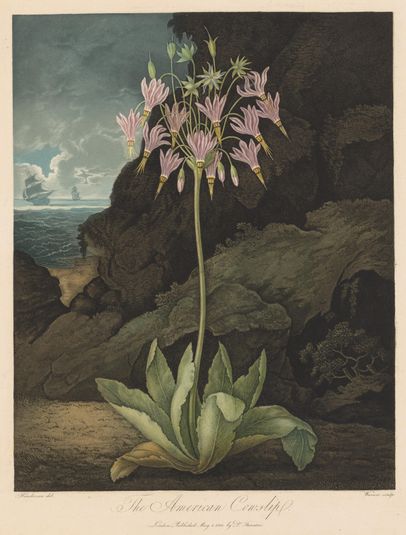The Temple of Flora, or Garden of Nature:  The American Cowslip